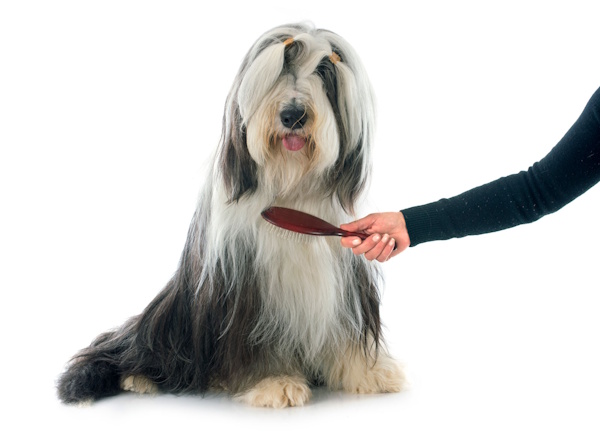 ddyork-brushing-you-dogs-fur-long-hair