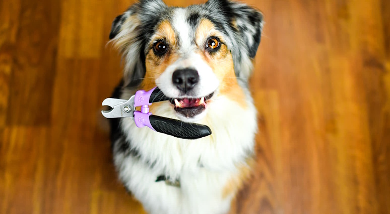 dog-looking-at-camera-with-purple-nail-clippers-in-mouth