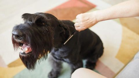 grooming-aggressive-dog-min-960×540